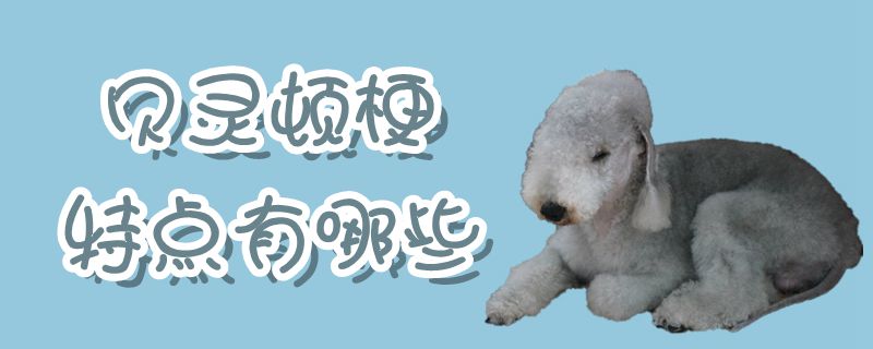 What are the characteristics of the Bedlington Terrier
