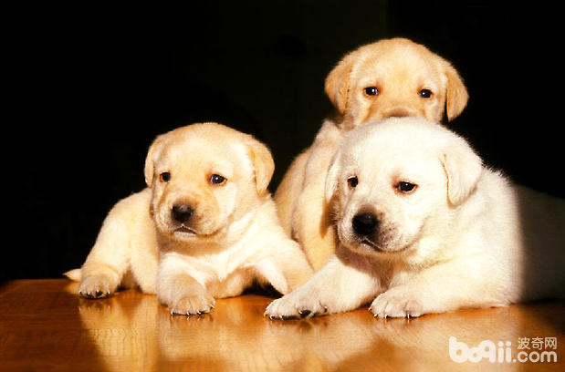 What to do if your dog is injured