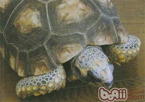 Yellow-legged elephant Introduction to species of turtles