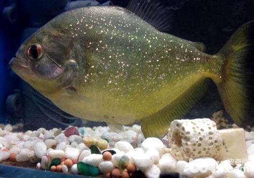 What are the genus of piranha? 