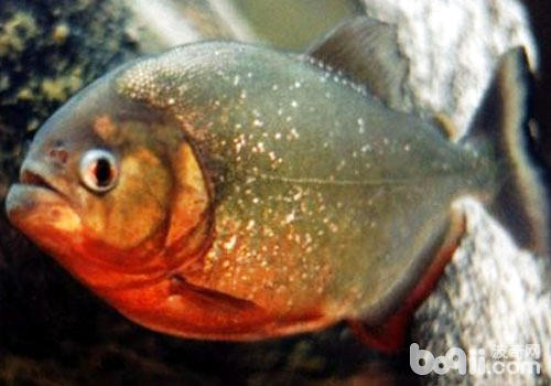 What are the genus of piranha? 