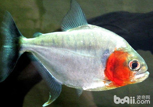 What are the genus of piranha?