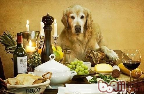 What are the vegetables that are harmful to the health of dogs