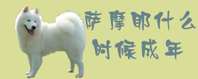 When does a Samoyed become an adult 1