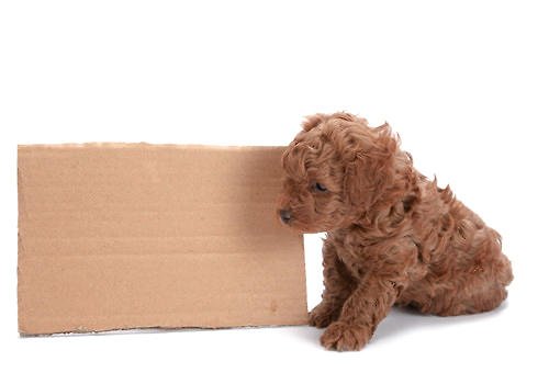 What to do if your puppy doesn