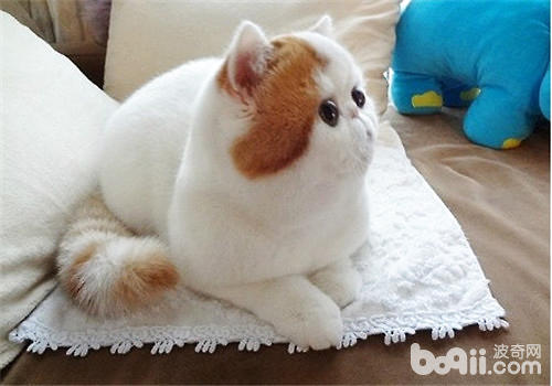 Which one has better character, Ragdoll or Garfield? 