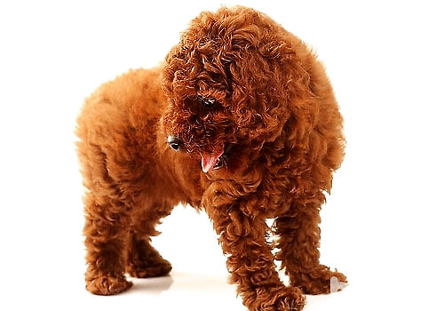 What are the matching Teddy dog ​​toys