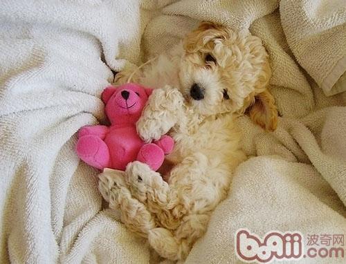 There is also common sense in choosing toys for dogs