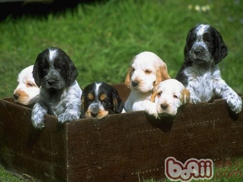 What Is the sense of ranking in dogs