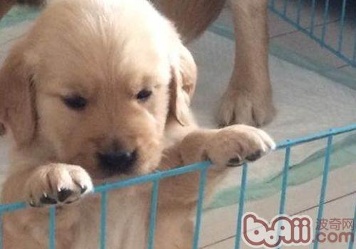 Why puppies It is not suitable to feed Taiko