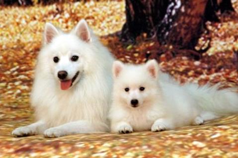 Why are silver fox dogs Very few people raise it (Picture 1)