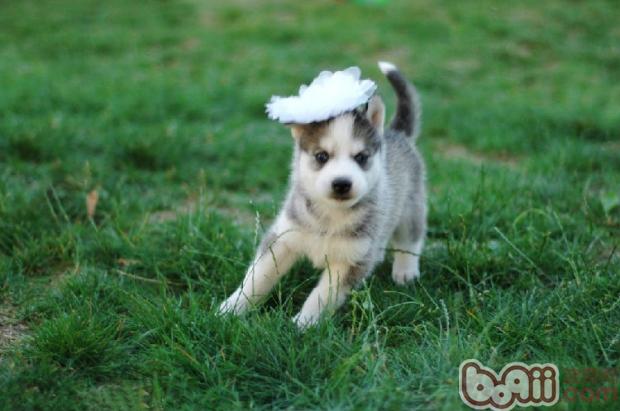 What should an owner do if a lost dog