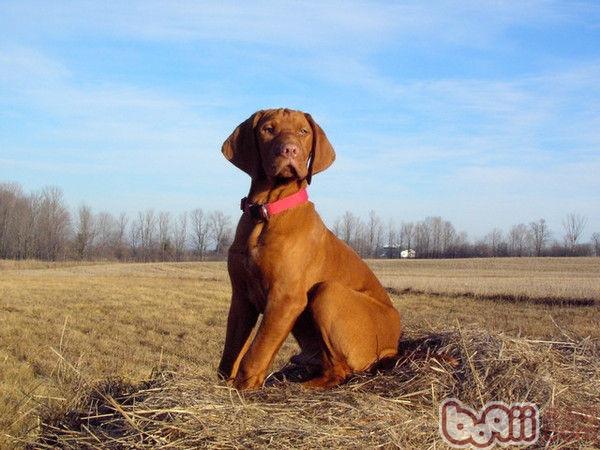 Character Traits of the Vizsla Dog