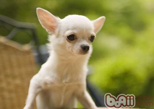 Select Things to note when buying a Chihuahua
