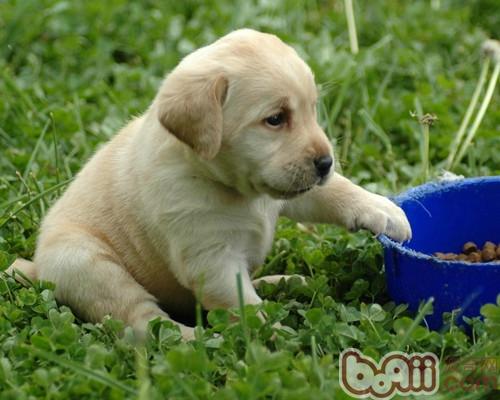 bubble Will the nutrients of soaked dog food be lost?