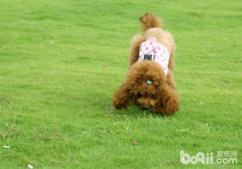  Things to note when feeding dogs: The rules for eating snacks
