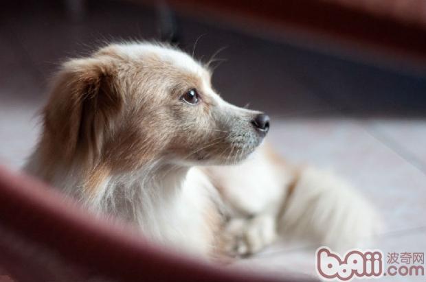The Three Sins of Giving Candy to Dogs