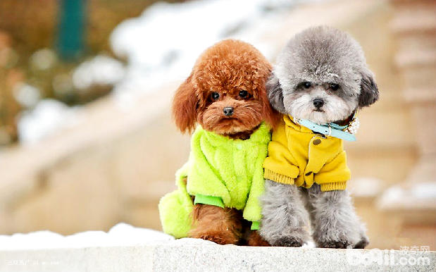 What to do if a guest dog is constipated