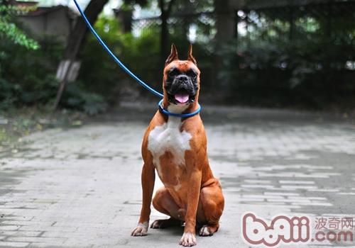 Cause dogs What are the causes of smelly poop?